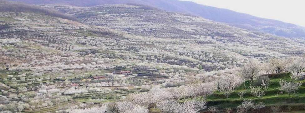 Casa Rural El Campanario Jerte Luaran gambar
